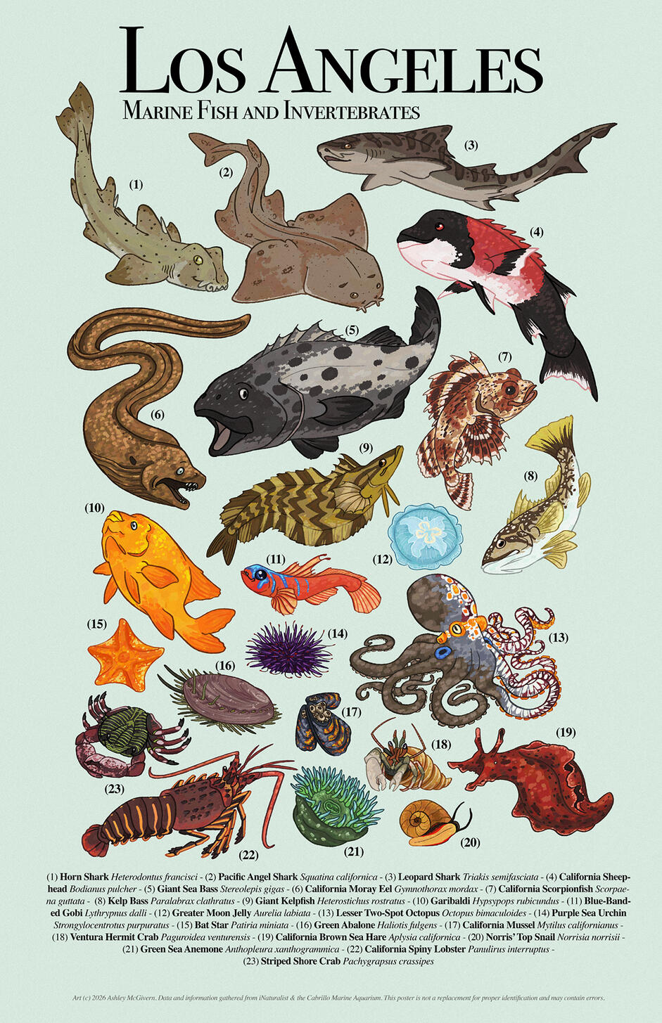Los Angeles Native Marine Life