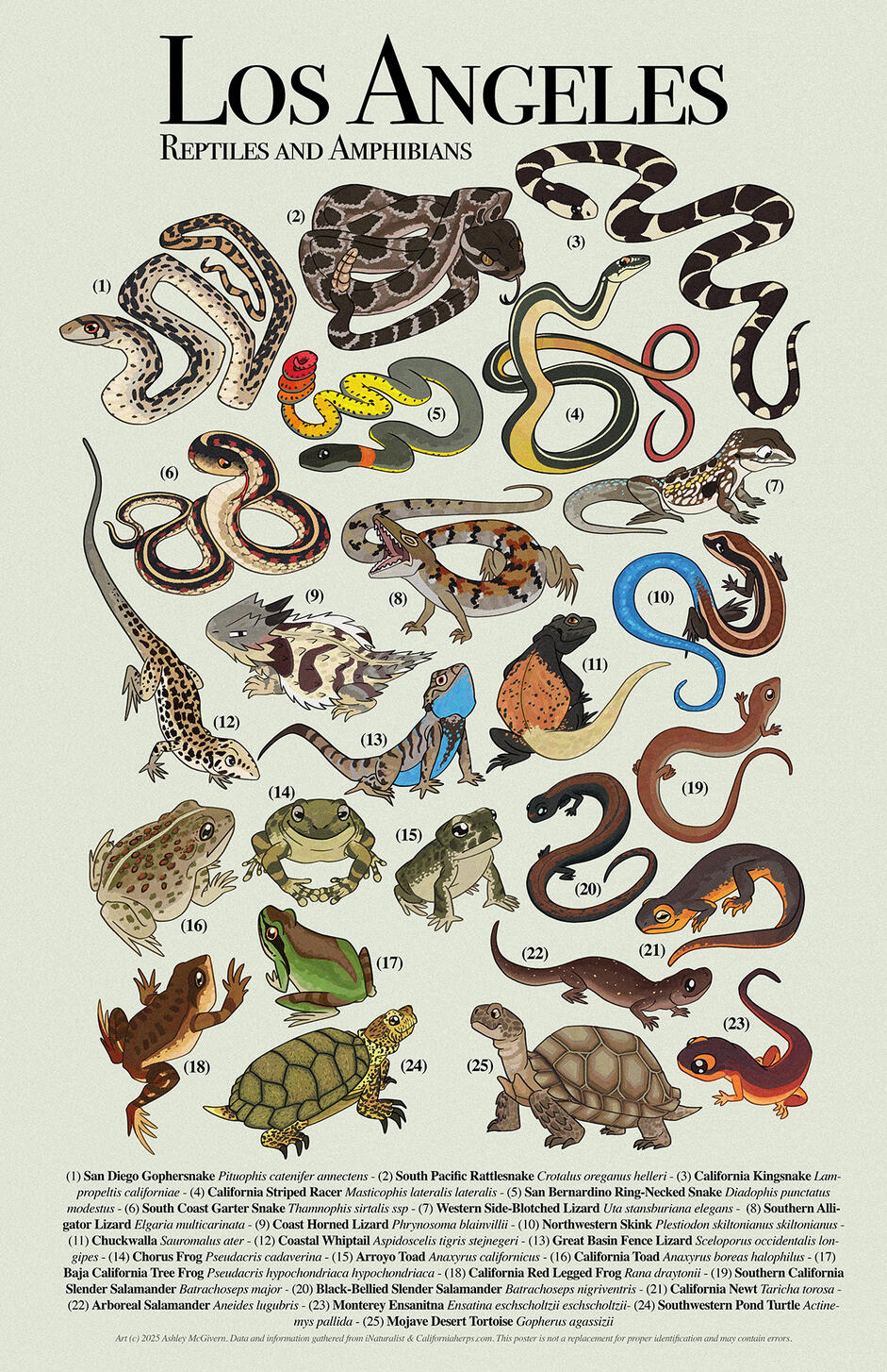 Los Angeles Native Reptiles and Amphibians